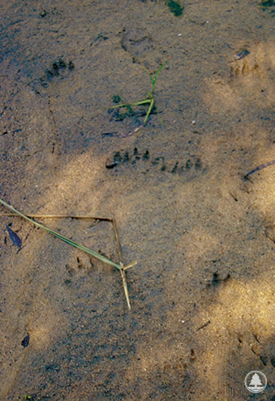 Footprints of the Masked Palm Civet