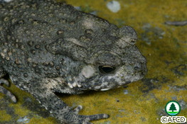 Poison glands of Asian Common Toad