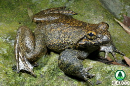 Giant Spiny Frog