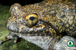 Giant Spiny Frog