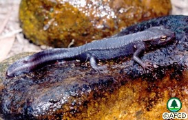Hong Kong Newt