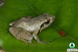 Romer's Tree Frog