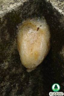 Eggs of Brown Tree Frog