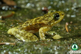 Hong Kong Cascade Frog