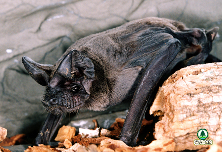 Wrinkle-lipped Free-tailed Bat