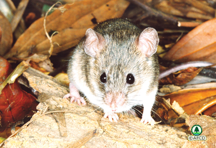 Ryuku Mouse
