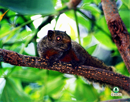 Pallas's Squirrel