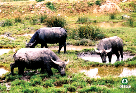 Domestic Asian Buffalo