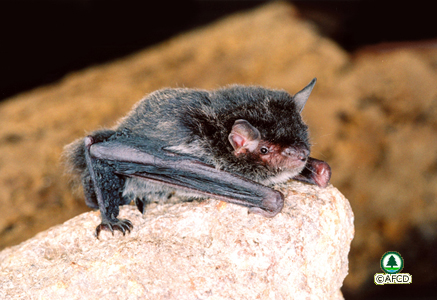 Whiskered Myotis
