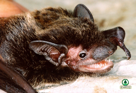 Chinese Pipistrelle
