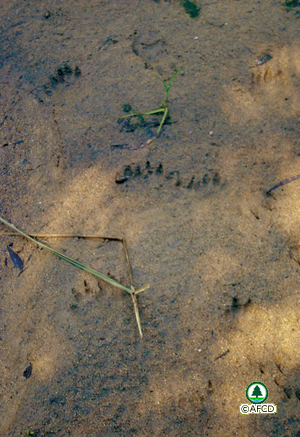 Footprints of the Masked Palm Civet