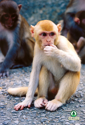 “Golden” Macaque