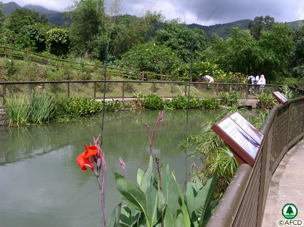 Dragonfly Pond of the Lions Nature Education Centre
