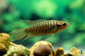 Macropodus hongkongensis 