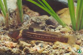 Pseudobagrus trilineatus 