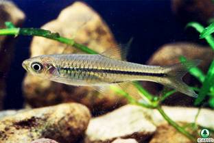 Rasbora steineri