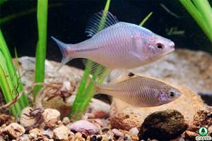 Rhodeus ocellatus
