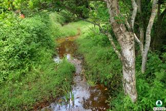 Lin Ma Hang Stream