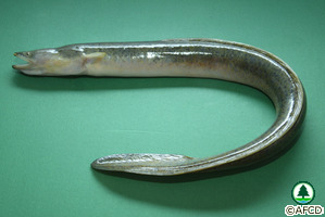 Anguilla marmorata