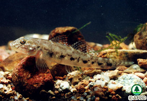 Largesnout Goby