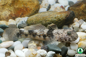 Bathygobius fuscus
