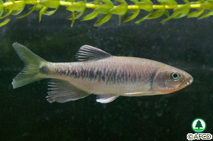 Parazacco spilurus