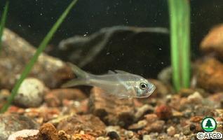 Ambassis gymnocephalus