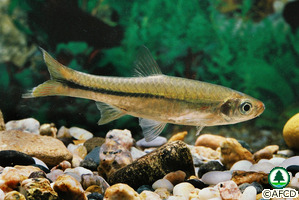 Rasbora steineri
