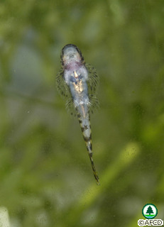 Pseudogastromyzon myersi
