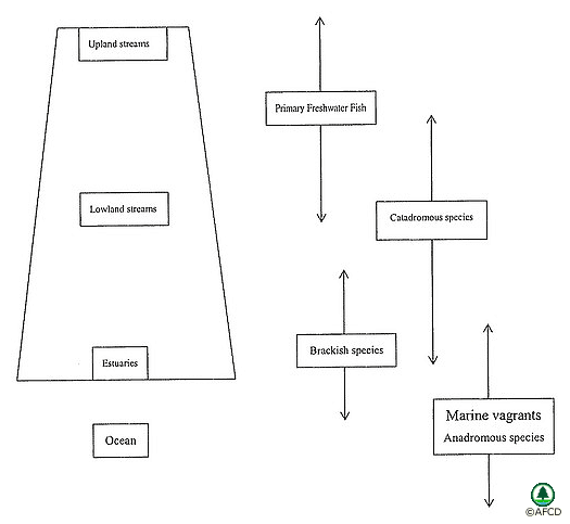 Broad distribution of various freshwater fish groups :Most of the freshwater fish in Hong Kong are distributed in upland streams, lowland streams, estuaries and reservoirs.