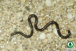common blind snake ramphotyphlops braminus burmese pyth