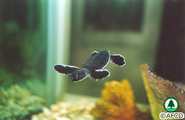 Green Turtle