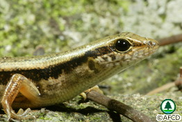Indian Forest Skink