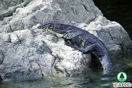 Common Water Monitor