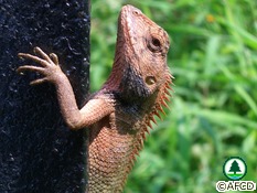 Changeable Lizard