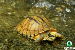Three-banded Box Turtle