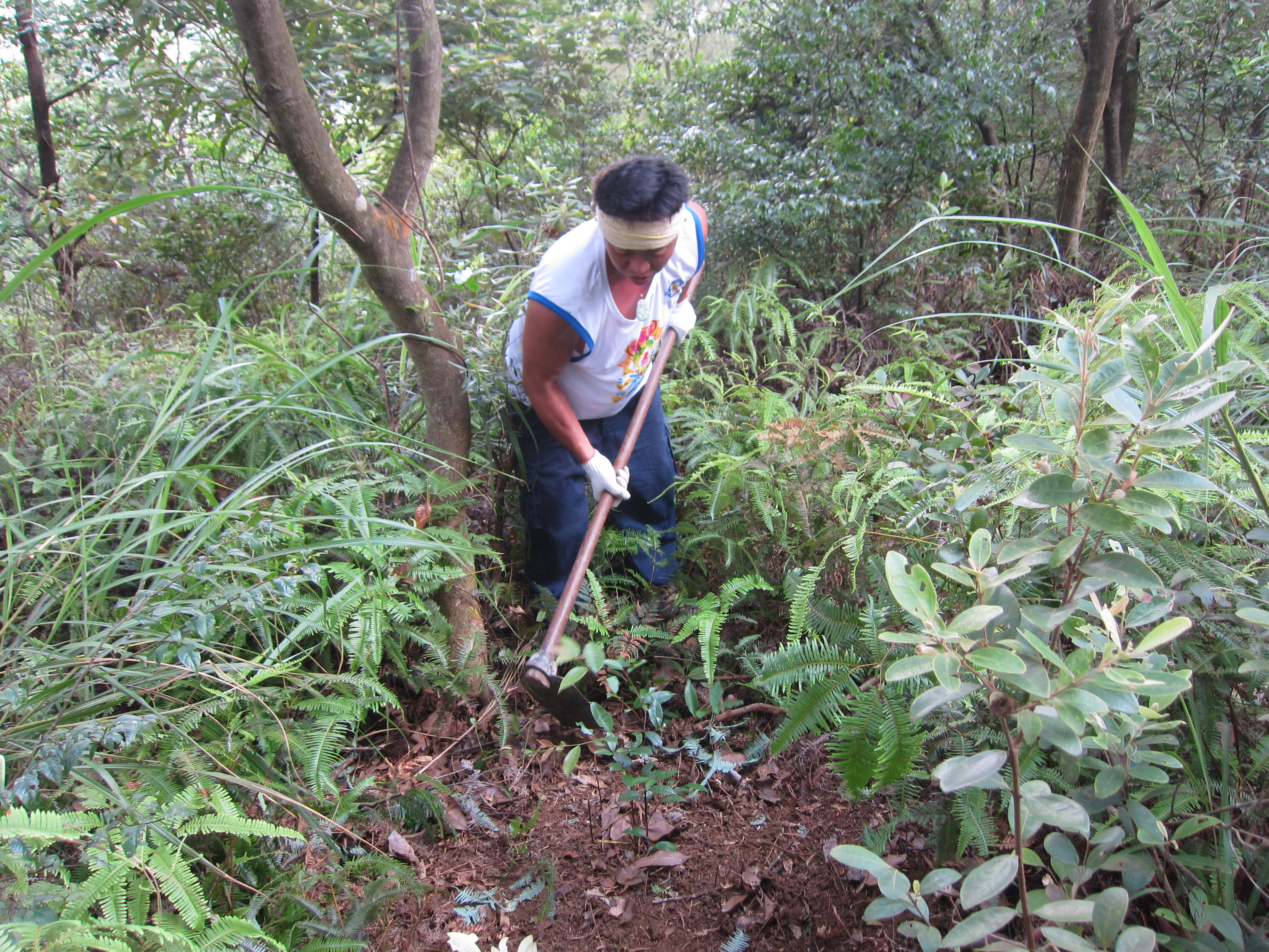 Planting of native seedlings