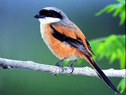 Rufous-backed Shrike
