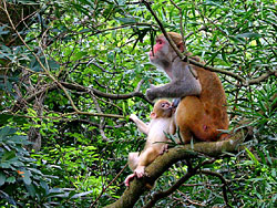 Macaque