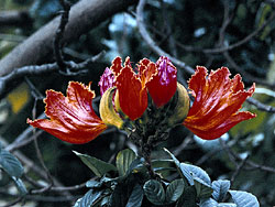 African Tulip Tree