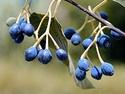 Chinese Alangium