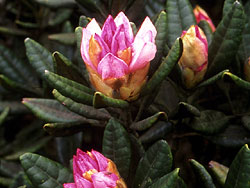 Wild rhododendrons