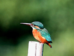 Common Kingfisher
