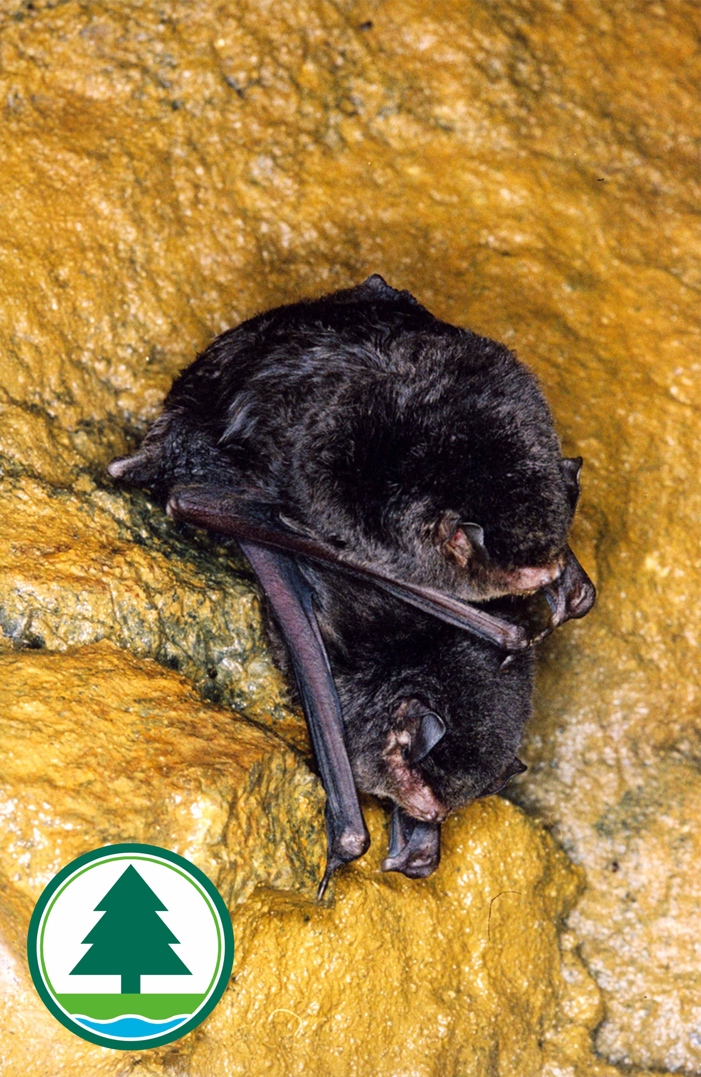 Lesser Bent-winged Bat that resides in Lin Ma Hang Lead Mine SSSI