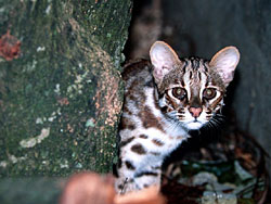 Leopard Cat