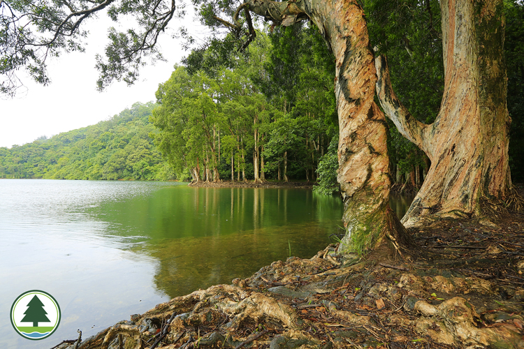 Shing Mun Reservoir