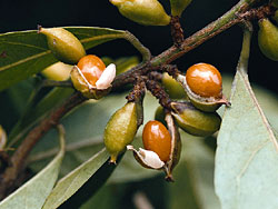 Aporusa