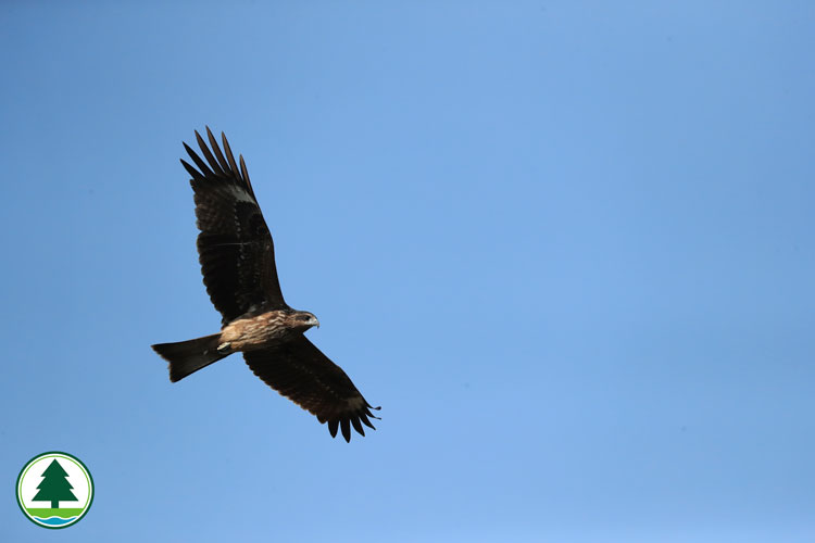 Black Kite