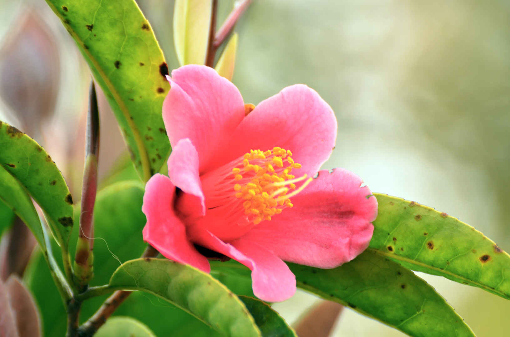 Hong Kong Camellia