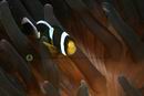 Amphiprion clarkii